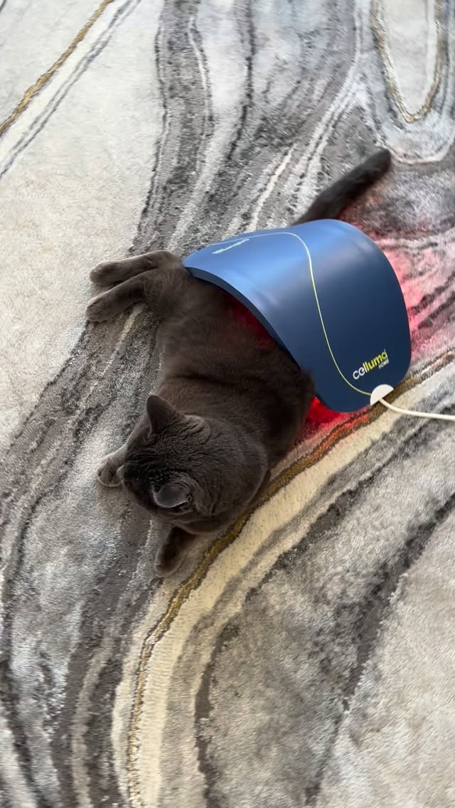 Cozy moments at home 🐾
We decided to get one Celluma red & near-infrared light for home use. It helps support comfort and happy joints for our dear Felix 🐈‍⬛ especially during long winter days ❄️🤍

#redlighttherapy #petredlighttherapy #cellumapets
#cellumahome